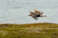 Orel morsky - Haliaeetus albicilla - White-tailed Eagle 7208
